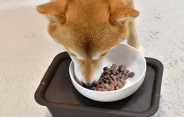 犬 長生き 食事療法