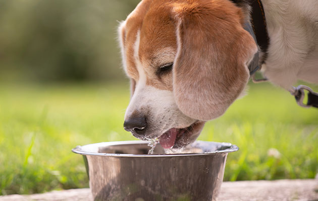 犬腎臓病 水