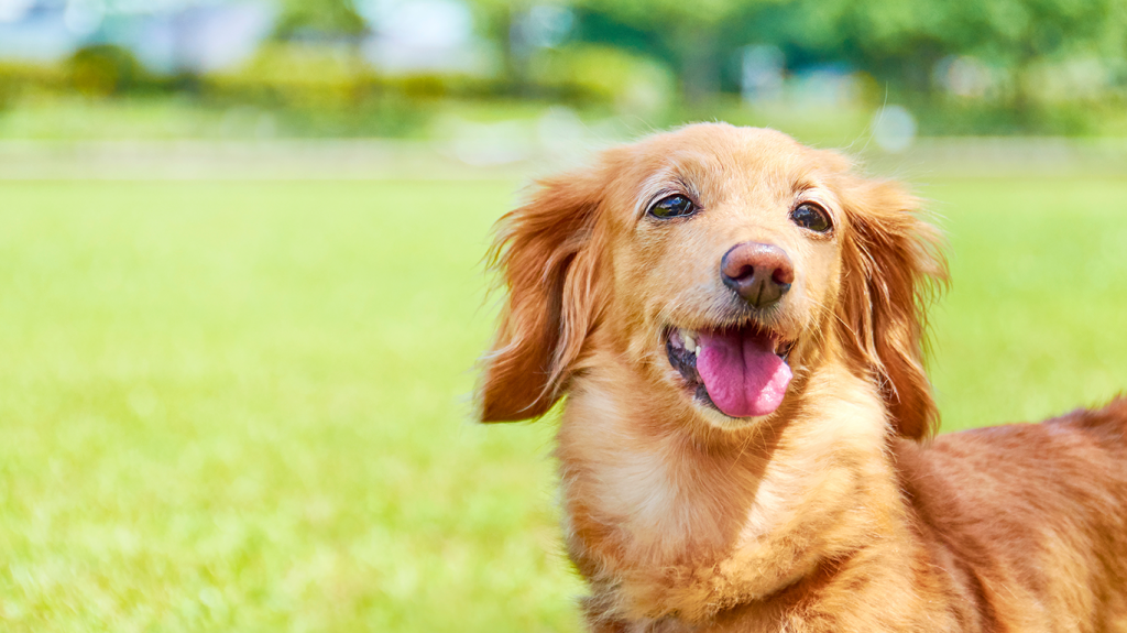 愛犬の肝臓病を予防するための実践策