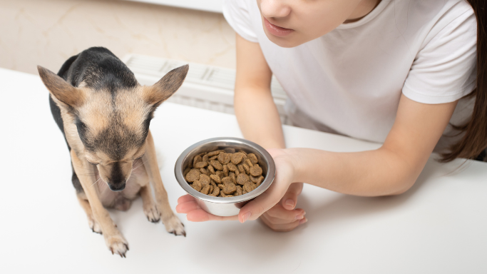 犬の肝臓病とは