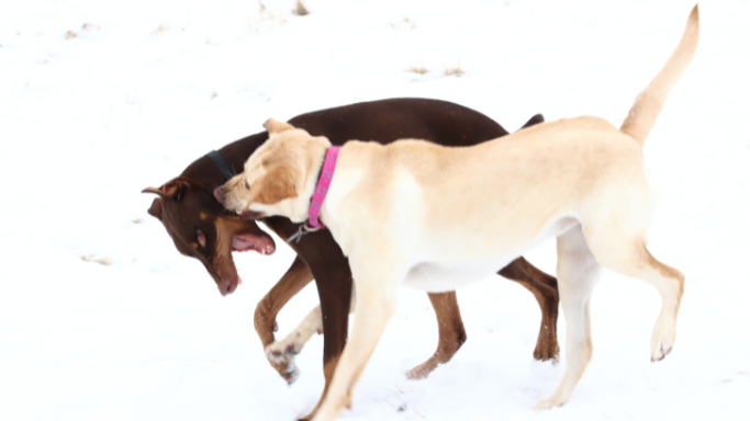 犬種別の肝臓病発症リスク
