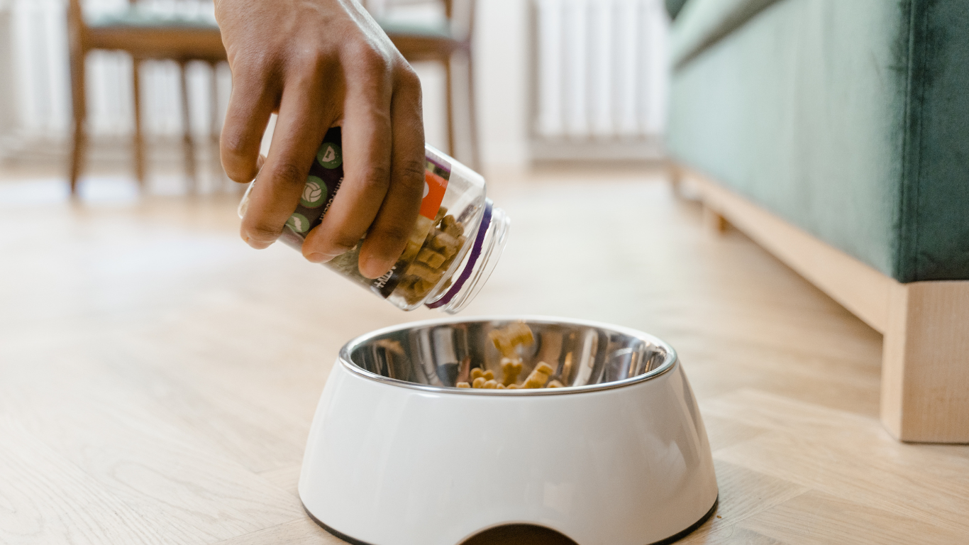 犬の腎臓病の療法食のポイント