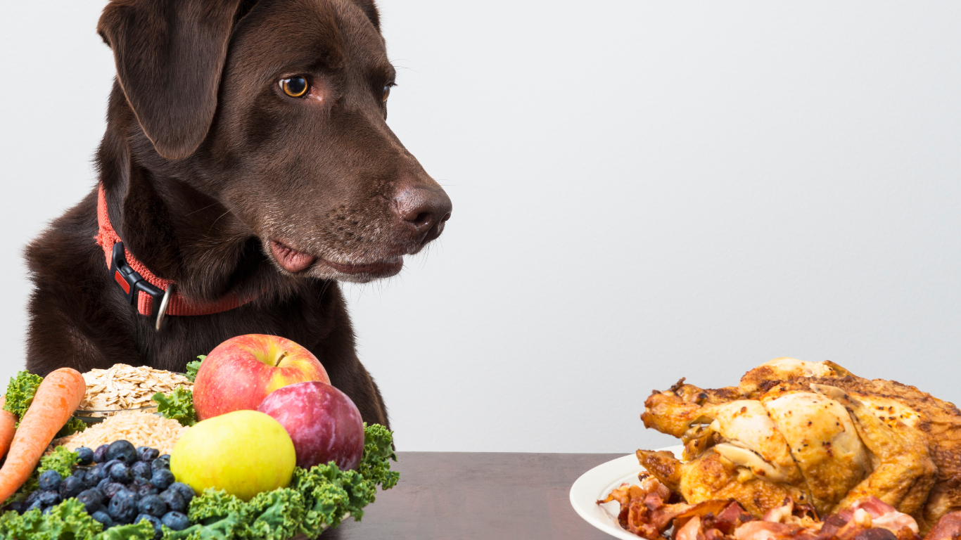 腎臓病の犬が食べてはいけない食品