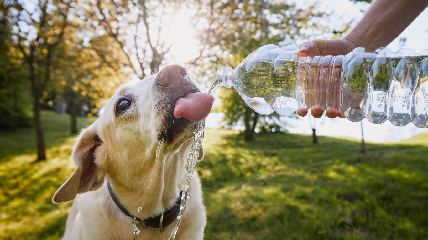 腎臓病の犬のケアで食事以外でできること