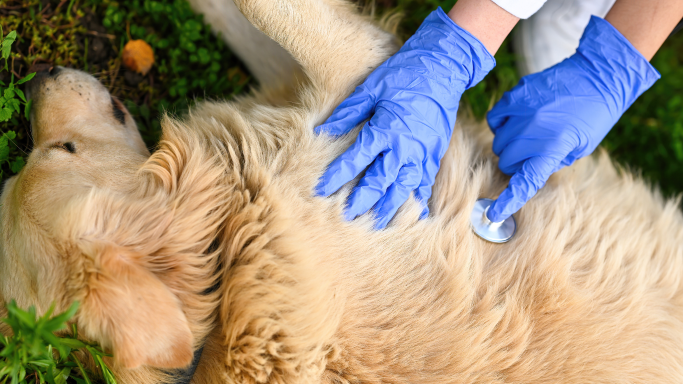 犬の腎臓病の治療法
