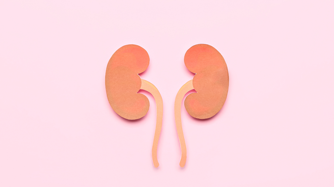 犬の腎臓病とは