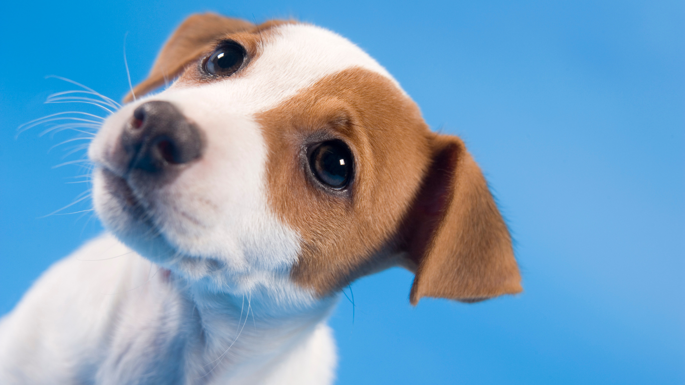 犬の腎臓の働き