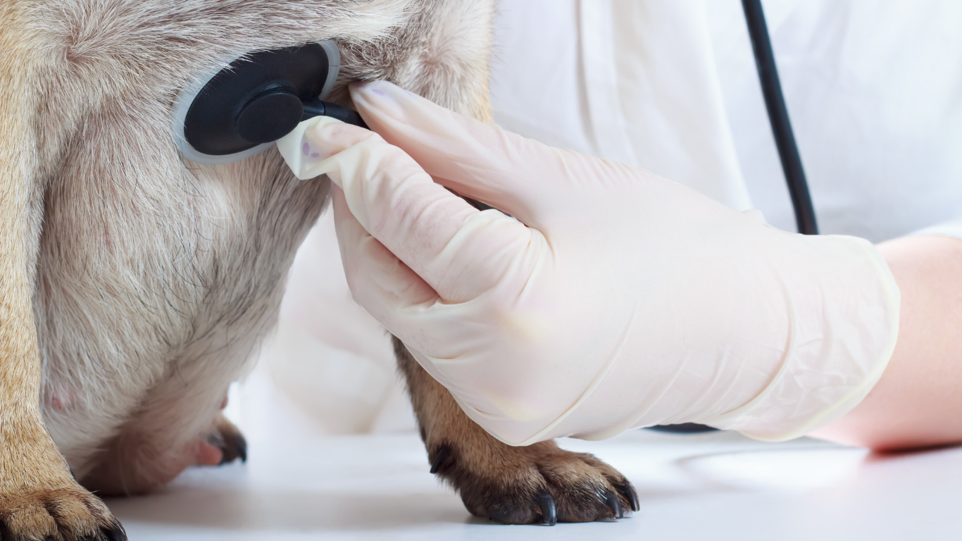 犬の腎臓病の症状・検査・原因・治療法