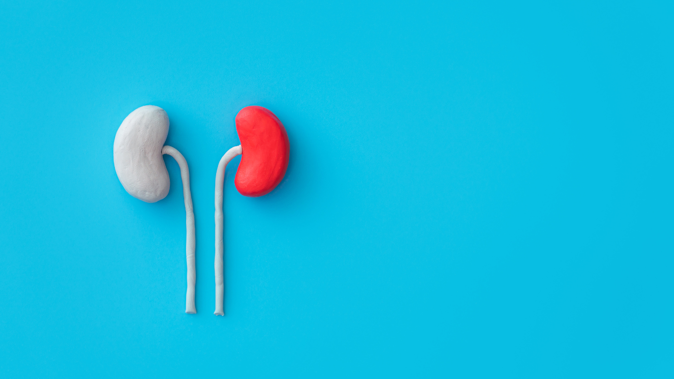 犬の腎臓の役割