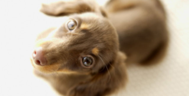 獣医師・宿南章開発！犬用療法食「膵臓の健康サポート」の販売・通販